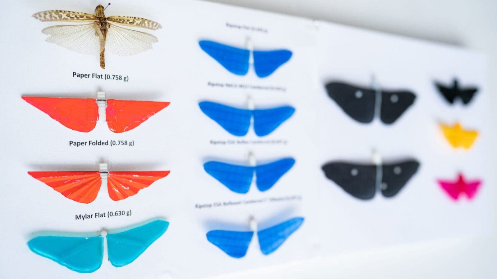 Foam board with a pinned grasshopper specimen, with wings extended, and four rows with different colors and shapes of synthetic wings under investigation for flying robots.