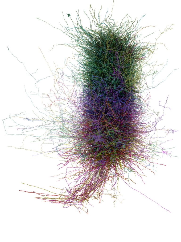 A column of tens of thousands of entangled neuronal threads rendered in a 3D digital reconstruction.
